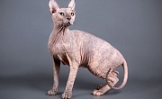 Dono sfinksas (Don Sphynx)