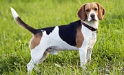Biglis (Beagle)