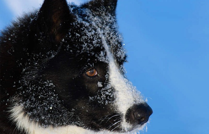 Karelų lokinė laika (Karelian Bear Dog)