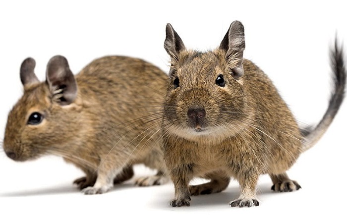 Degu