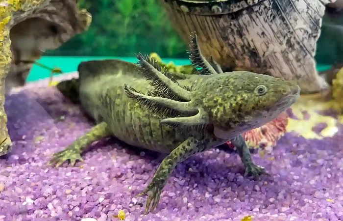 Aksolotlis (Ambystoma mexicanum)