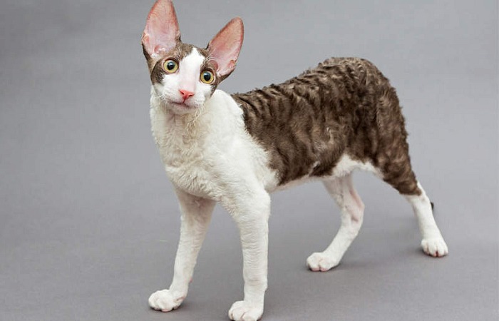 Kornvalio reksas (Cornish Rex)