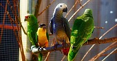 Kalbančios papūgos (Tikrosios aros, macaws)