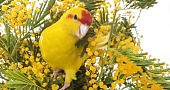 Kakariki papūgos