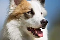 Islandijos aviganis (Icelandic Sheepdog)