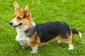 Valų korgis pembrukas (Pembroke Welsh Corgi)