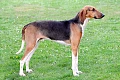 Puatu skalikas (Poitevin hound)