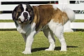 Senbernaras (St. Bernard)