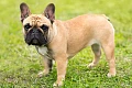 Prancūzų buldogas (French Bulldog)