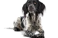 Vokiečių didysis spanielis (Large Munsterlander)