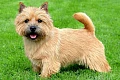Norvidžo terjeras (Norwich Terrier)