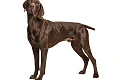 Kurtsharas (German Shorthaired Pointer)