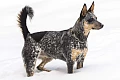 Australų bandganis (Australian Cattle Dog, Blue Heeler)
