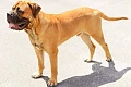 Bulmastifas (Bullmastiff)