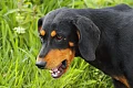 Transilvanijos skalikas (Transylvanian Hound)