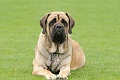 Anglų mastifas (English Mastiff)