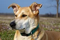 Karolinos šuo (Carolina Dog)