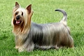 Australų šilkinis terjeras (Australian Silky Terrier)