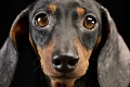 Triušinis taksas (Rabbit Dachshund)