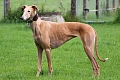 Ispanų kurtas (Galgo Espanol)
