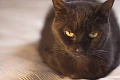 Bombėjaus katė (Bombay cat)