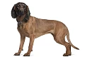 Bavarų kraujasekys (Bavarian Mountain Hound)