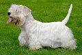 Silihemo terjeras (Sealyham Terrier)