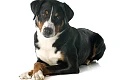 Apenzelio zenenhundas (Appenzeller Sennenhund)