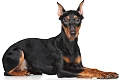 Vokiečių pinčeris (German Pinscher)