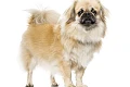 Tibeto spanielis (Tibetan Spaniel)