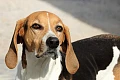 Amerikiečių Fokshaundas (American Foxhound)