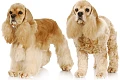 Amerikiečių kokerspanielis (American Cocker Spaniel)