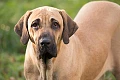 Brazilų mastifas (Fila Brasileiro)