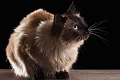 Balio katės (Balinese cat)