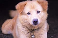 Tailando Bangkaew šuo (Thai Bangkaew Dog)