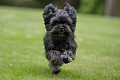 Afenpinčeris (Affenpinscher)