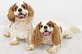 Karaliaus Karolio spanielis (King Charles Spaniel)