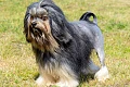 Šuo liūtukas (Petit chien lion)