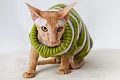 Peterbaldas (Peterbald)