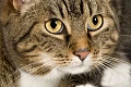 Europos trumpaplaukė katė (European shorthair cat)