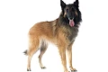 Belgų aviganis Terviurenas (Belgian Shepherd Tervuren)