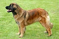 Leonbergeris (Leonberger)