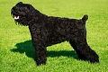 Juodasis rusų terjeras (Black Russian Terrier)