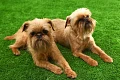 Briuselio grifonas (Brussels Griffon)