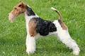 Šiurkščiaplaukis foksterjeras (Wire Fox Terrier)