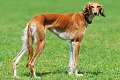 Saliukis (persų kurtas, angl. Saluki)