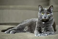 Koratų katės (Korat)