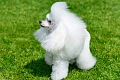 Toipudelis (Toy poodle)