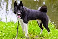 Rusų europinė laika (Russo-European Laika)