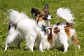 Pomeranijos špicas (vokiečių špicas) (Pomeranian)Papiljonas (Papillon dog)